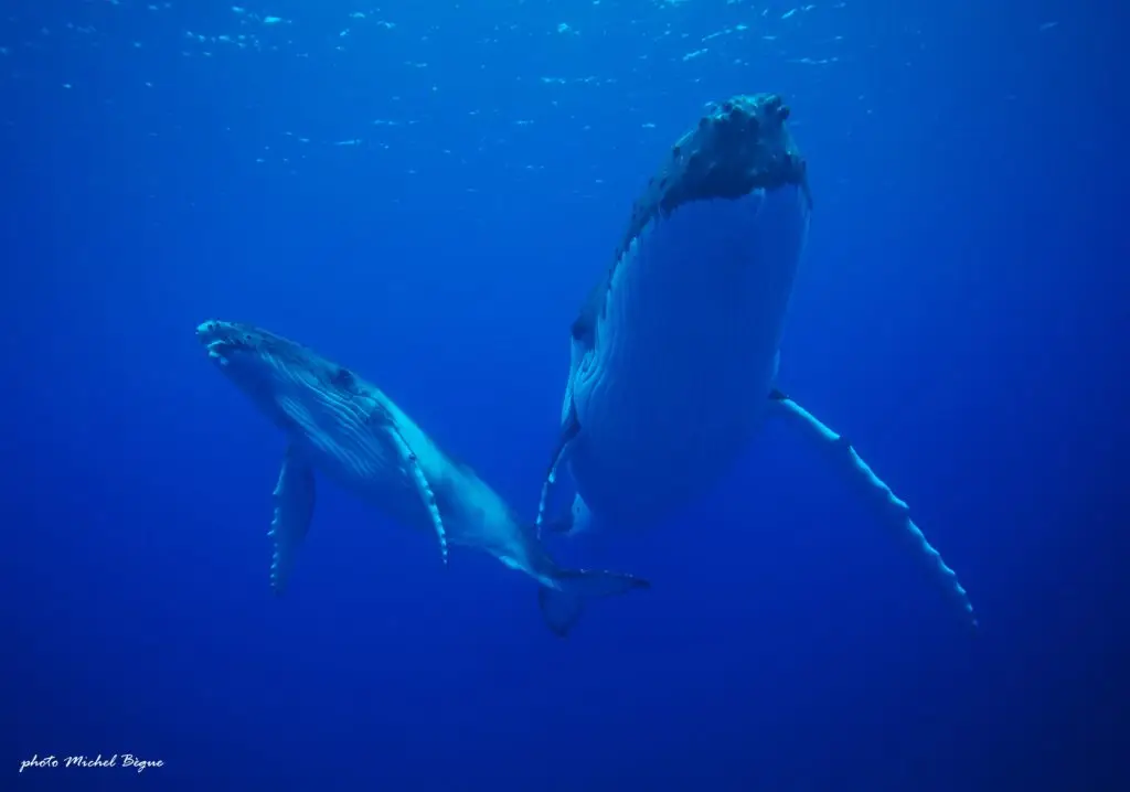 sortie baleine à tahiti : une maman baleine à bosse avec son petiti