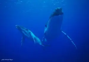 sortie baleine à tahiti : une maman baleine à bosse avec son petiti