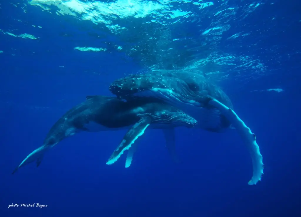sortie baleine à tahiti : une maman baleine à bosse avec son petit sous elle