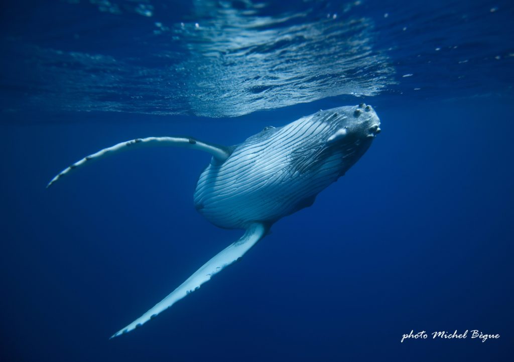 sortie baleine à tahiti : une maman baleine à bosse