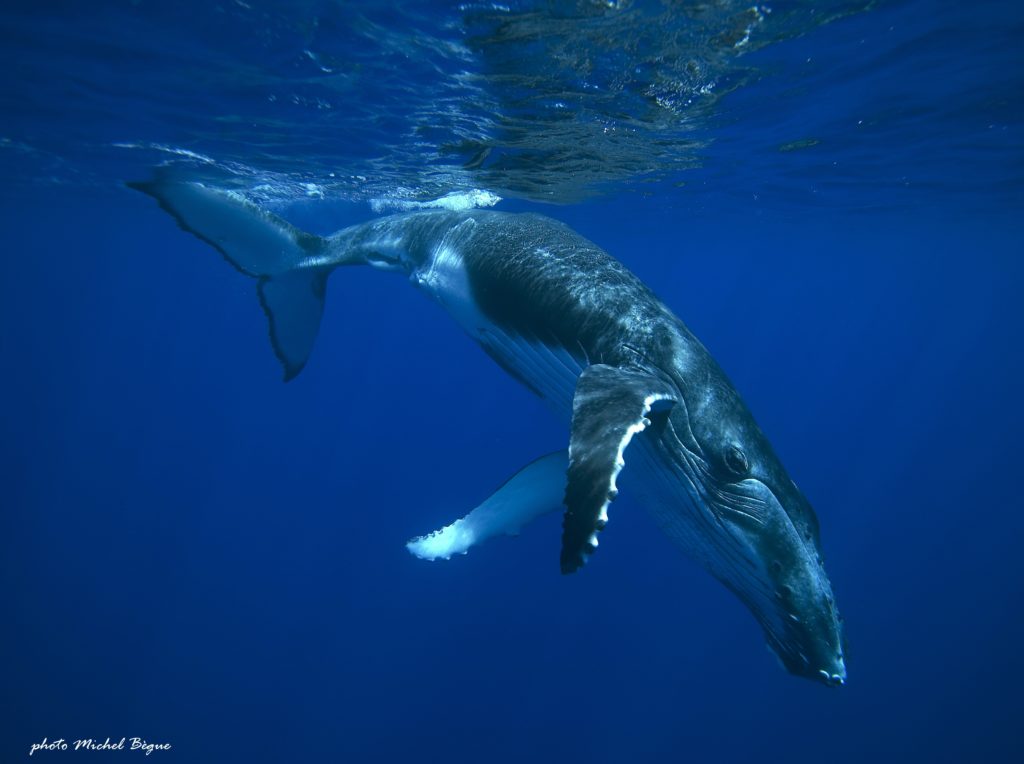 sortie baleine à tahiti : une baleine à bosse qui va vers les profondeurs