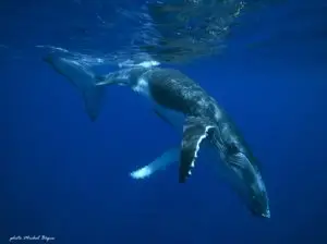 sortie baleine à tahiti : une baleine à bosse qui va vers les profondeurs