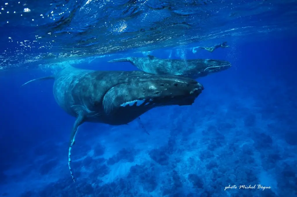 sortie baleine à tahiti : une maman baleine à bosse avec son petit en surface