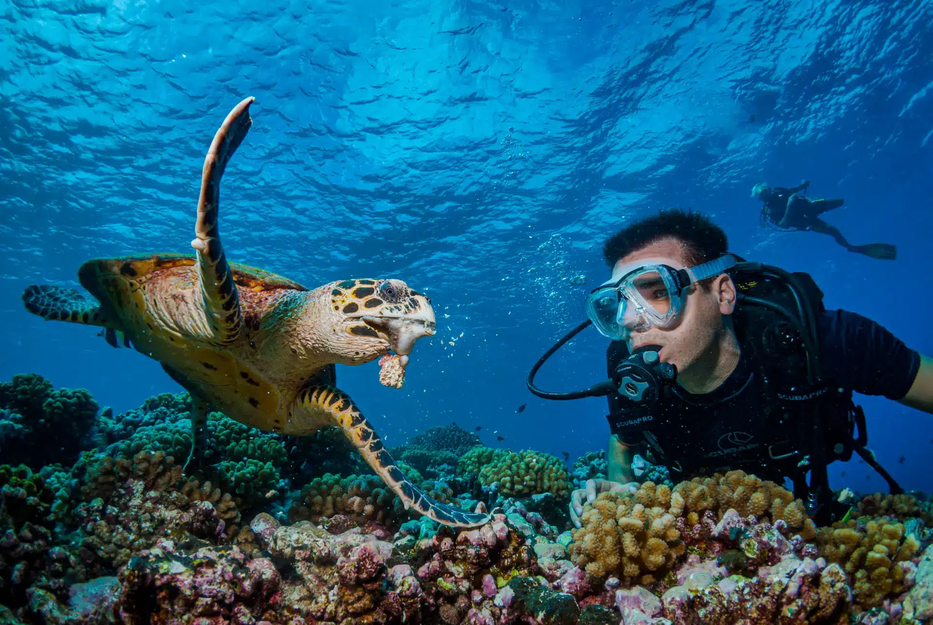 Plongée avec une tortue à Tahiti
