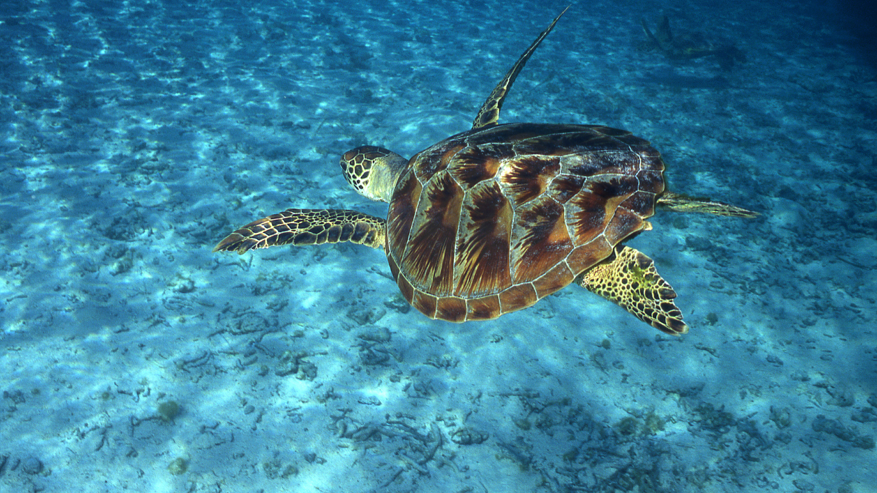 Site de plongée Tahiti - Tortue Verte