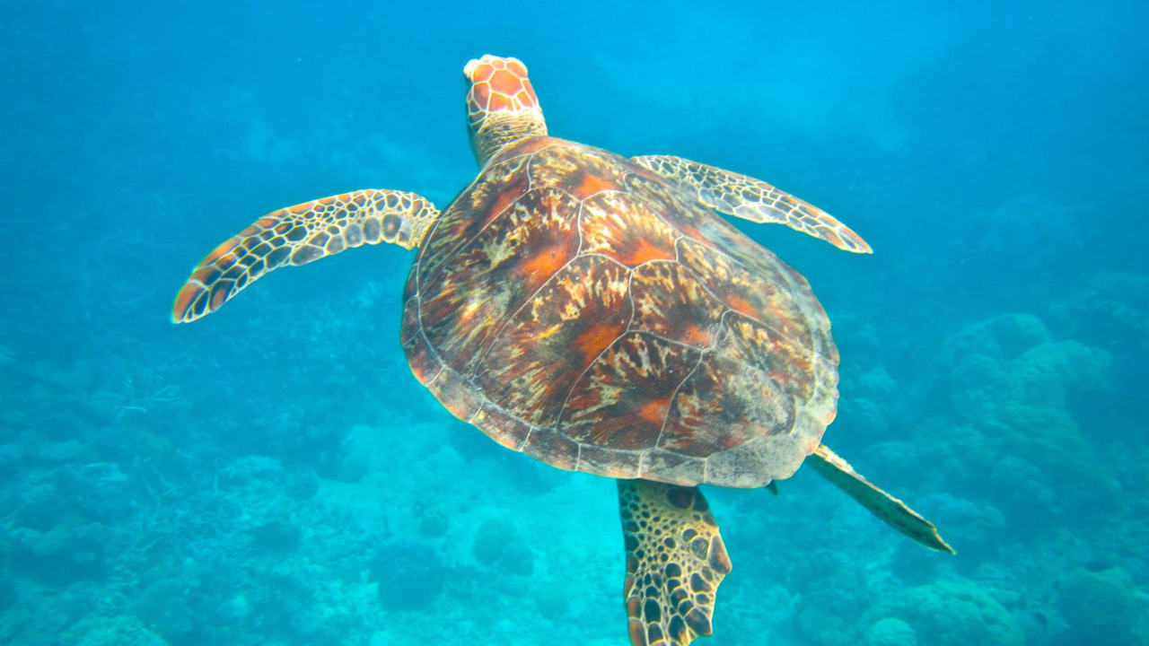 Site de plongée Tahiti - Tortue Verte2