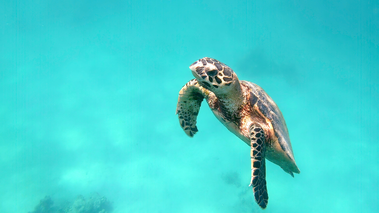 Site de plongée Tahiti - Tortue imbriqué