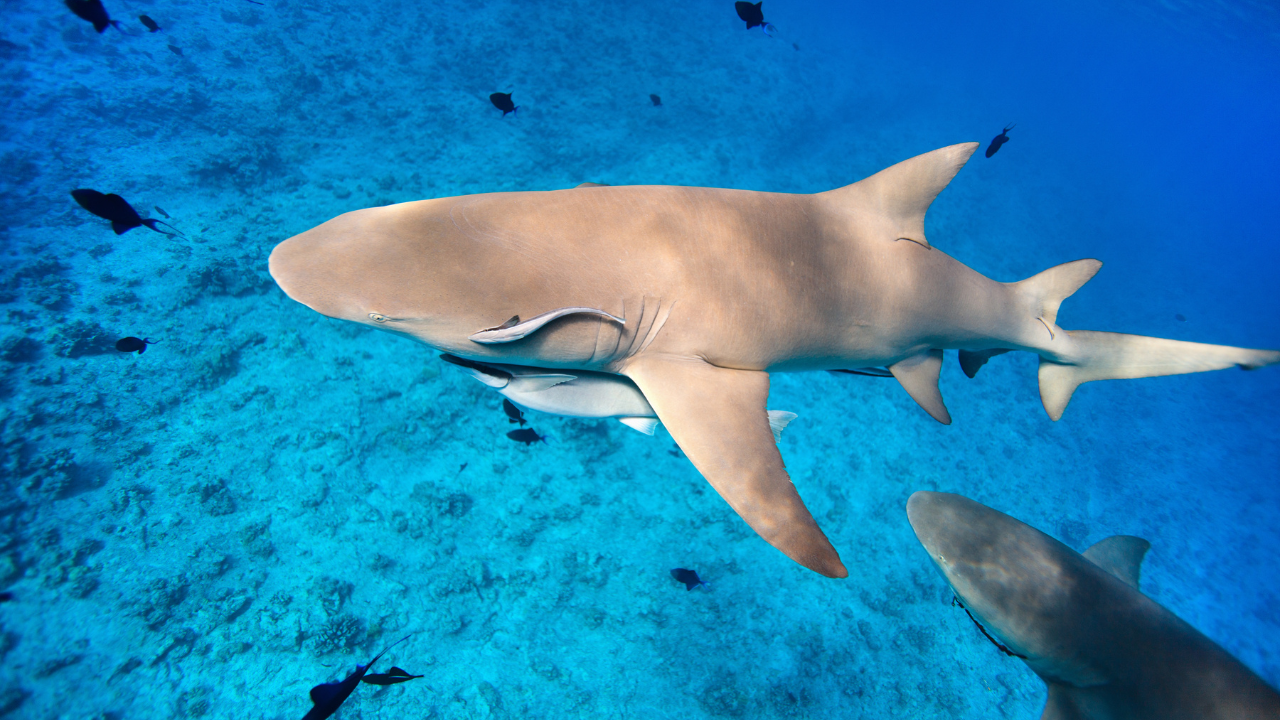 Vallée Blanche - Requin Citron