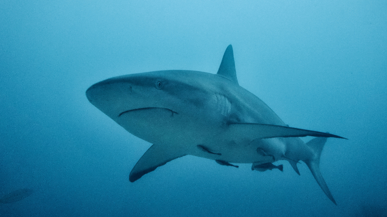 Vallée Blanche - Requin Gris