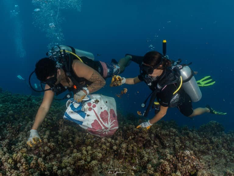 Nos engagements environnementaux 12 Ramassage Algues Tahiti 1