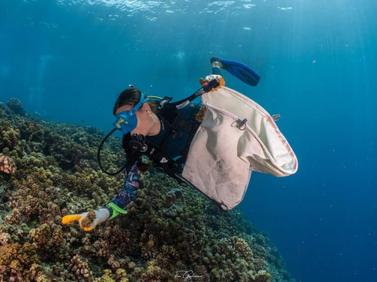 Plongée engagée Dive and Sea Tahiti