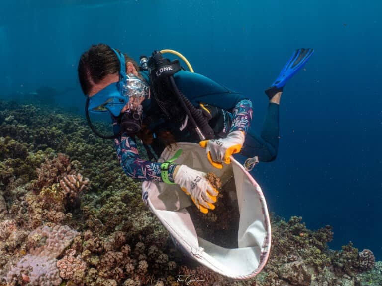 Nos engagements environnementaux 11 Ramassage Algues Tahiti 26
