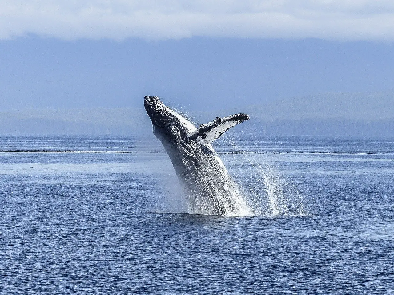 Sortie baleine à Tahiti