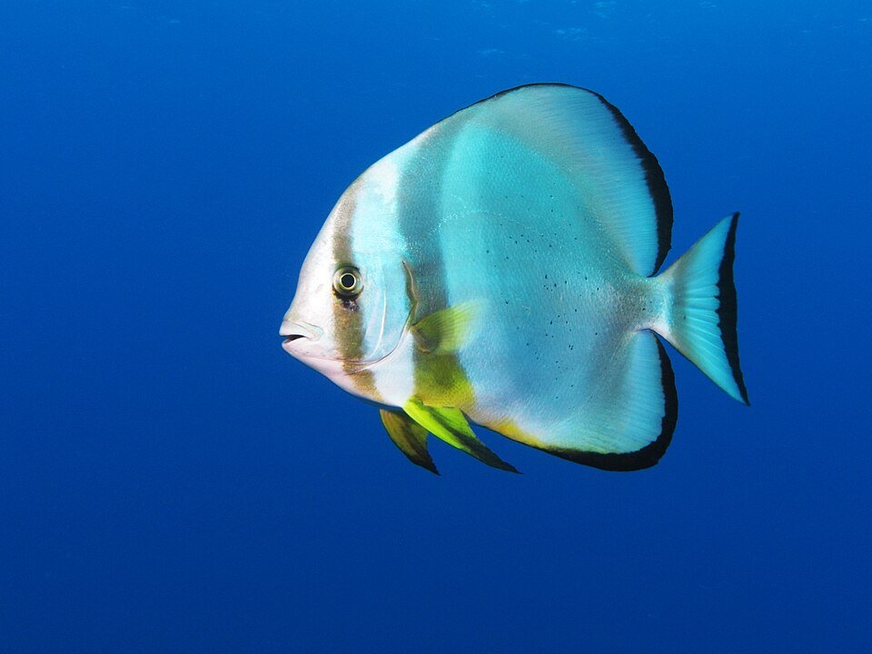 Platax curieux à la Vallée Blanche, Tahiti