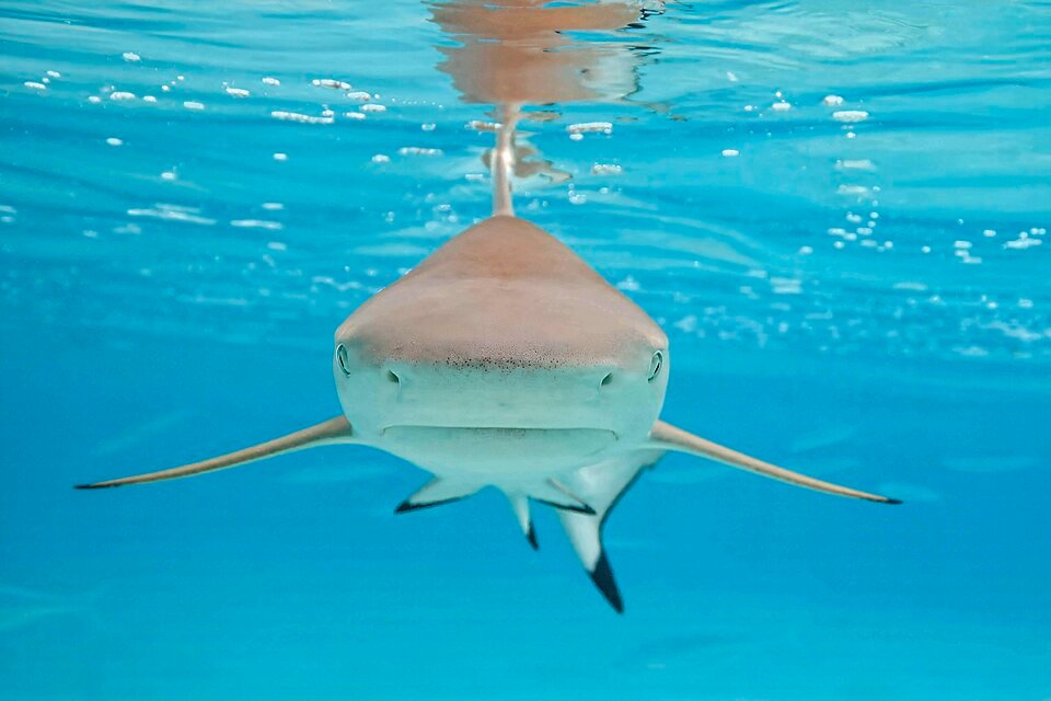 Requin à pointe noire observé à la Vallée Blanche, Tahiti