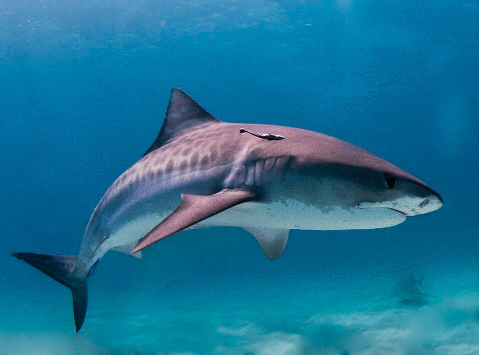 Requin tigre, espèce rare observée à la Vallée Blanche